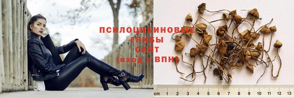 сатива Аркадак